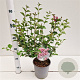 Syringa meyeri Flowerfesta Pink 30-40 cm 2,5L