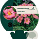 Hemerocallis 'Summer Wine' GM P9