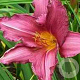 Hemerocallis 'Summer Wine' GM P9