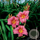 Hemerocallis 'Summer Wine' GM P9