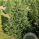 Taxus baccata 150-175 cm met kluit extra