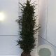 Taxus baccata 200-225 cm met kluit