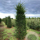 Taxus baccata 200-225 cm met kluit