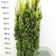 Taxus b. 'David' 120-140 cm met kluit
