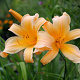 Hemerocallis 'Theresa Hall' GM P9