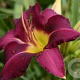 Hemerocallis 'Violet Hour' GM P9
