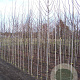 Tilia cordata 'Greenspire' 8-10 HO draadkluit