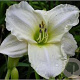 Hemerocallis 'White Temptation' GM P9