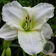 Hemerocallis 'White Temptation' GM P9
