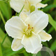 Hemerocallis 'White Temptation' GM P9