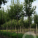 Tilia cordata 'Greenspire' 14-16 HO draadkluit