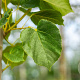 Tilia europaea 'Euchlora' 10-12 HO draadkluit