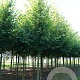 Tilia europaea 'Pallida' 20-25 HO draadkluit