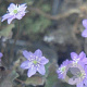 Hepatica nobilis GM P9