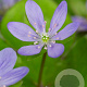 Hepatica nobilis GM P9