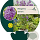 Hesperis matronalis GM P9