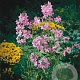 Hesperis matronalis GM P9