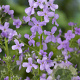 Hesperis matronalis GM P9