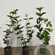 Viburnum opulus 60-80 cm 2,5L