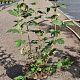 Viburnum opulus 'Roseum' 60-80 cm 10L