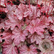 Heuchera 'Berry Smoothie' GM P9