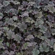 Heuchera 'Binoche' GM P9