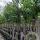 Prunus avium 14-16 HO container