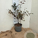 Prunus cistena 60-80 cm 7,5L