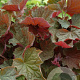 Heuchera 'Brownies' GM P9