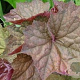 Heuchera 'Brownies' GM P9