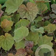 Heuchera 'Brownies' GM P9