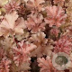 Heuchera 'Cappuccino' GM P9
