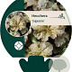 Heuchera 'Cappuccino' GM P9