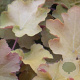 Heuchera 'Caramel' GM P9