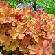 Heuchera 'Caramel' GM P9