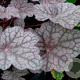 Heuchera 'Cascade Dawn' GM P9
