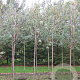Prunus serrula 12-14 HO draadkluit