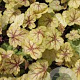 Heuchera 'Circus' GM P9