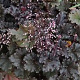 Heuchera 'Crimson Curls' GM P9