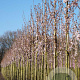 Prunus 'Spire' 10-12 HO draadkluit