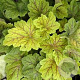 Heuchera 'Electra' GM P9