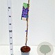 Vitis 'Boskoop Glory' 70-80 cm 2,5L