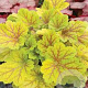 Heuchera 'Electric Lime' GM P9