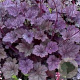 Heuchera Frosted Violet GM P9