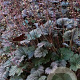 Heuchera Frosted Violet GM P9