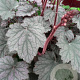Heuchera Frosted Violet GM P9