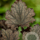 Heuchera Frosted Violet GM P9