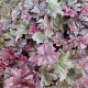 Heuchera Frosted Violet GM P9