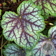 Heuchera 'Green Spice' GM P9
