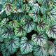 Heuchera 'Green Spice' GM P9